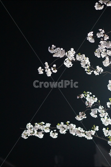 벗꽃,야경,가로등,흰색,빛,밤,봄,계절,spring,season,야경,밤,풍경,nightscape,night,landscape,식물,자연,plants,nature,꽃,flower,plant
