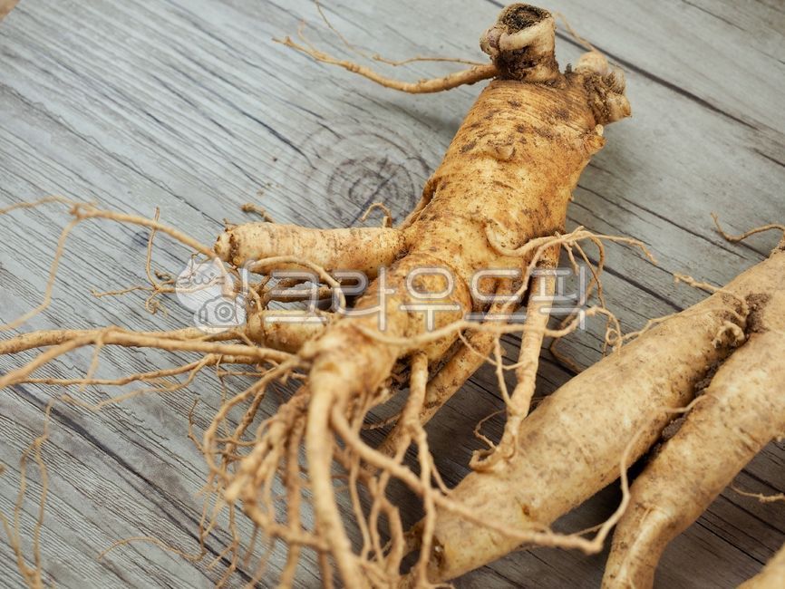 인삼,수삼,인삼뿌리,동양의학,한약재료,한약재,약재,뿌리,식물,뿌리식물,음식,건강식품,orientalmedicine,chinesemedicineingredients,herbalmedicine,ginseng,medicine,root,plant,food,healthfood,한의학,한약,한방