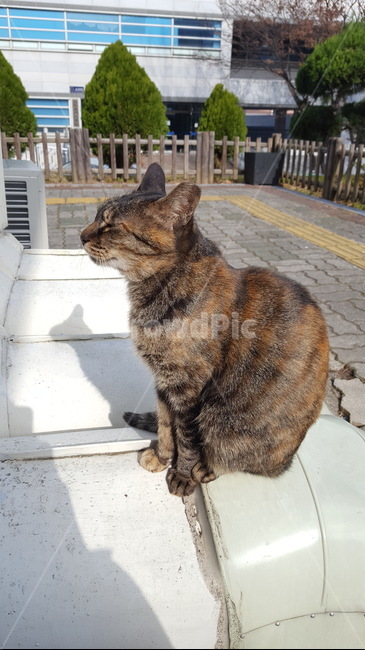 고양이,길고양이,길냥이,캣,cat,나비,pet,동물,귀여움,동물,animal,포유류,mammal,고양이,cat,kitten,kitty