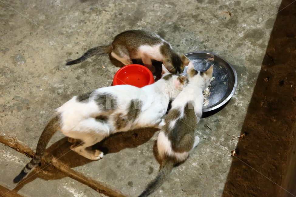 고양이,동물,귀여운고양이,먹이,가족,동물,animal,포유류,mammal,고양이,cat,kitten,kitty