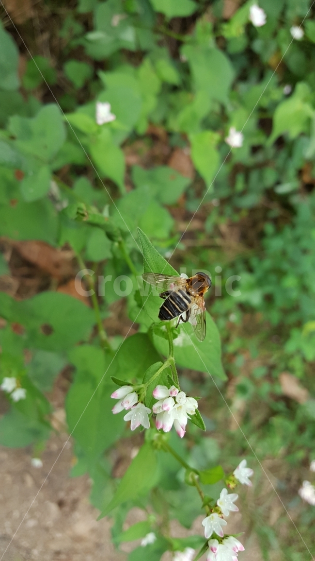 벌,꿀벌,꽃과벌,벌과꽃,꽃찾아온벌,식물,자연,plants,nature,꽃,flower,동물,animal,곤충,벌레,insect,bug