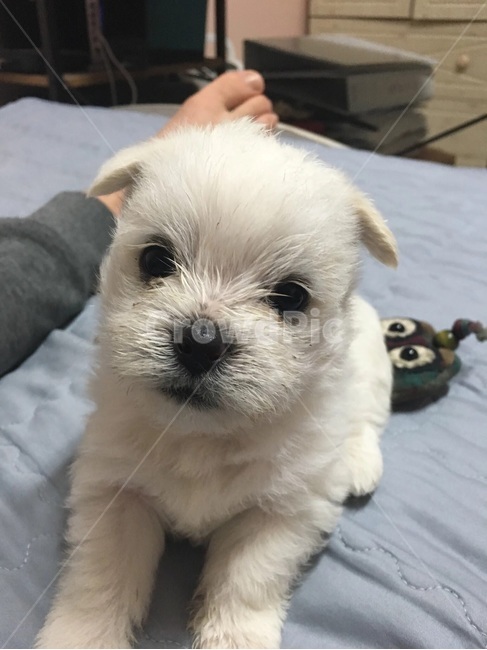 강아지,댕댕이,똥개,귀요미,뭉치,동물,animal,포유류,mammal,개,강아지,dog,doggy