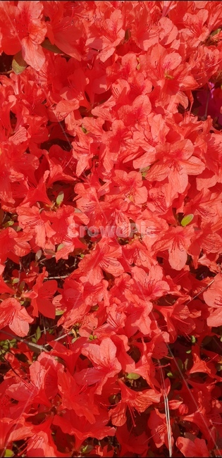 봄꽃,연산홍,봄에예쁜꽃,주황색꽃,화려한꽃,식물,자연,plants,nature,꽃,flower