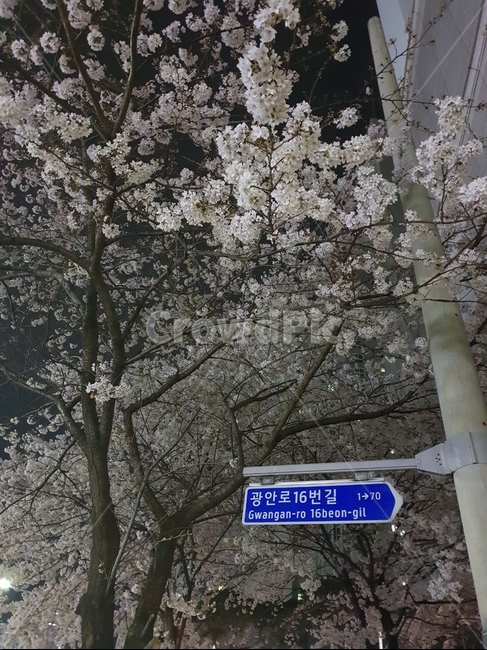 벚꽃,cherryblossom,밤벚꽃,꽃,벚꽃나무,flower,식물,자연,plants,nature,꽃,flower,나무,trees,wood