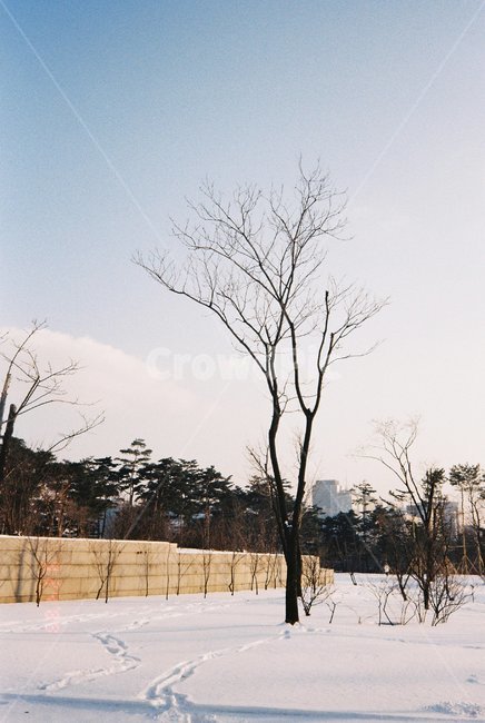 필름사진,겨울,눈,정원,나무,장소