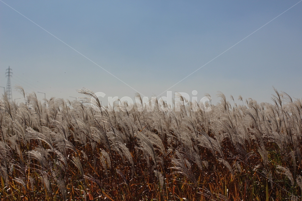 가을,가을감성,갈대,갈대밭,풍경,grass,잔디,plant,식물,lawn,reed