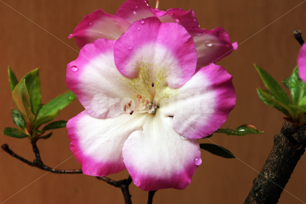 철쭉,꽃사진,꽃,이슬,꽃이슬,식물,자연,plants,nature,꽃,flower