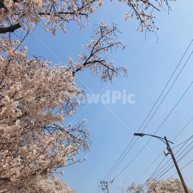 봄,벚꽃,벚꽃나무,꽃잎,식물,나들이,flower,spring