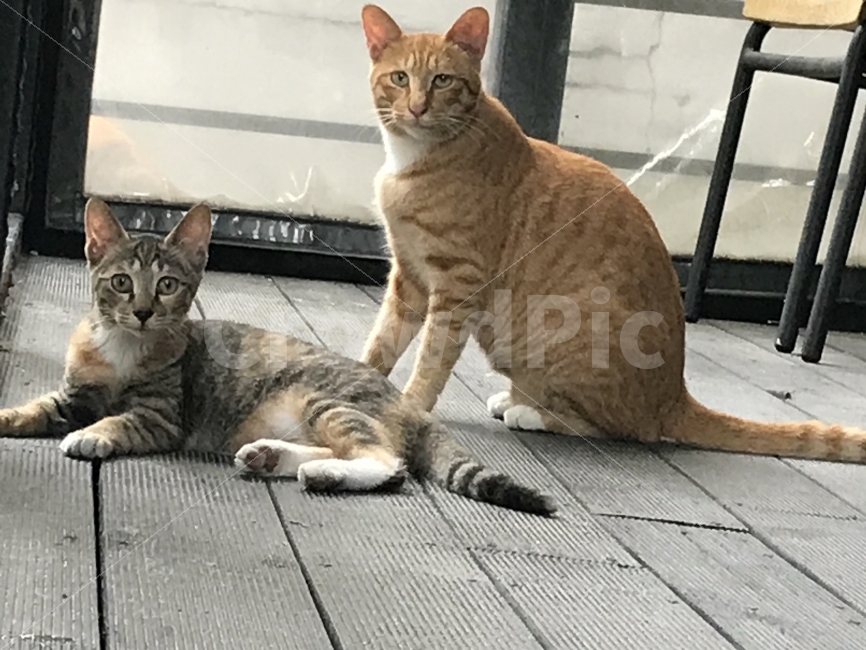 동물,고양이,animal,cat,표정,얼굴,동물,animal,포유류,mammal,고양이,cat,kitten,kitty