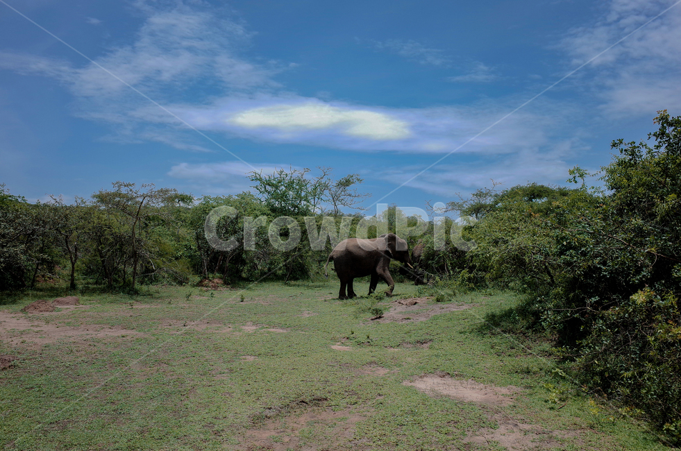 아프리카,르완다,사파리,아카제라국립공원,akageranationalpark,rwanda,africa,야생동물,자연,풍경,nature,landscape,해외,외국,세계,foreign,oversea,world,세계자연풍경,해외자연풍경,외국자연풍경,world nature landscape,동물,animal,포유류,mammal,field,들,outdoors,옥외