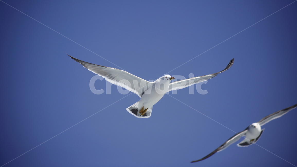 갈매기,바다새,대형조류,commongull,mewgull,laruscrassirostris,괭이갈매기,동물,animal,조류,새,birds