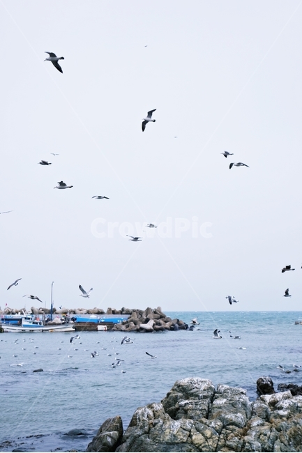 갈매기,seagull,새,자연,바다,배,항구,자연,풍경,nature,landscape,동물,animal,조류,새,birds,flock,대군,bird,flying,나는