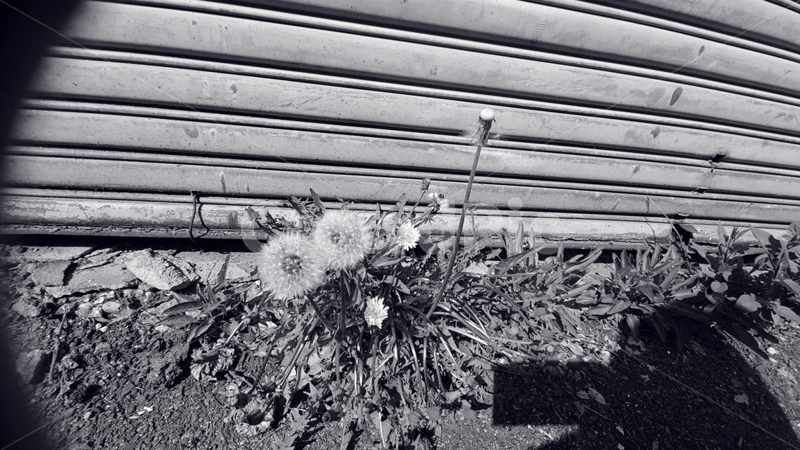 민들레홀씨,민들레,봄꽃,식물,flower,꽃,blossom