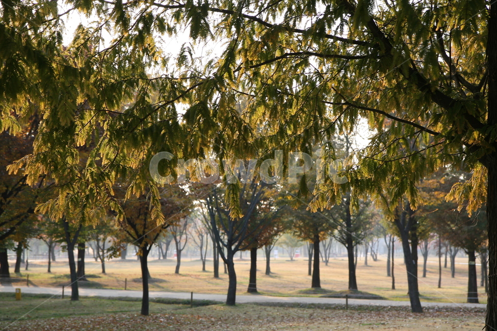 서울숲,숲,나뭇잎,공원,잎사귀,leaf,walk,park,tree,healing,사색,거닐다,green,morning,햇살,silent,고요,조용한,아침산책,자연,도심속,여유,가을,fall,autumn,한국의풍경,weather,날씨,자연,풍경,nature,landscape,식물,plants,나무,trees,wood,휴식,힐링,rest,relaxation,healing,plant,tree trunk,나무 줄기
