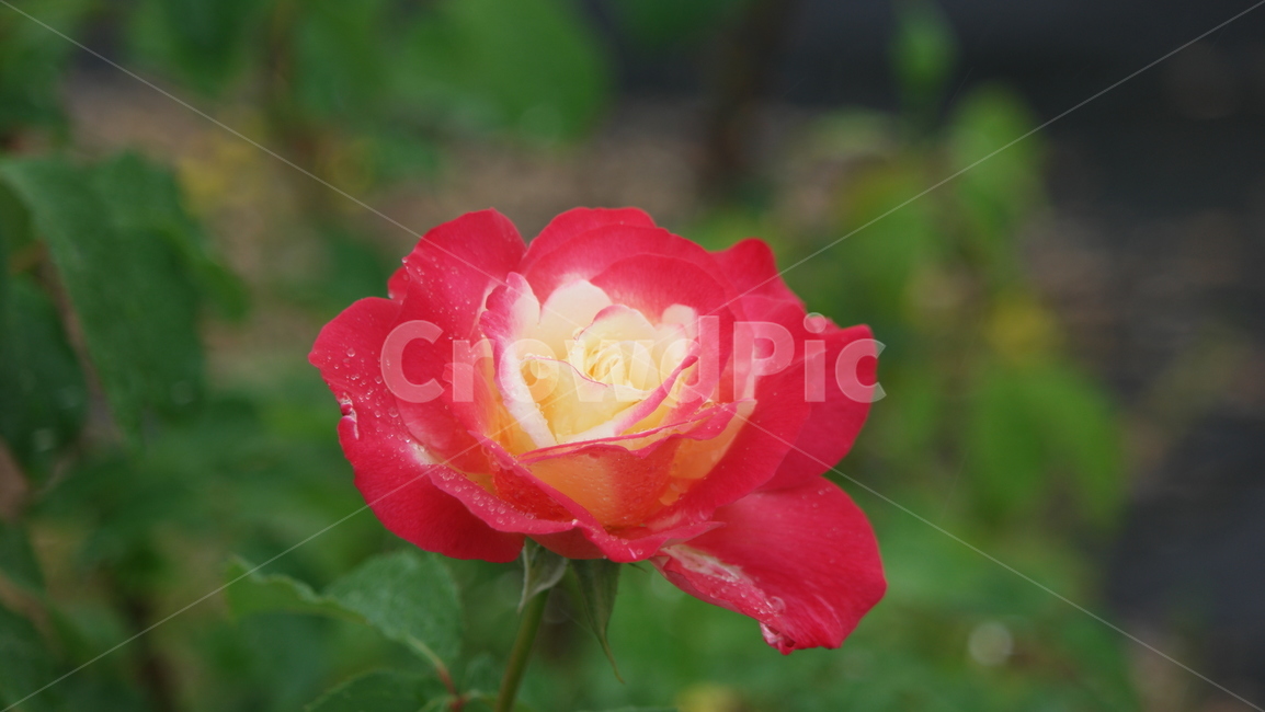 장미,장미원,장미꽃,로즈가든,장미정원,식물,자연,plants,nature,꽃,flower