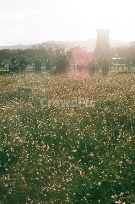 첨성대,경주,문화재,한국,신라,한국전통,한국문화,koreantraditional,koreanculture,랜드마크,landmark,관광,관광지,꽃,꽃밭,flower,flowers,식물,plants,가을,계절,fall,autumn,season,자연,풍경,nature,감성,감성사진,빈티지,아날로그,필름,필름사진,필름카메라,film,filmcamera,sensible,feeling