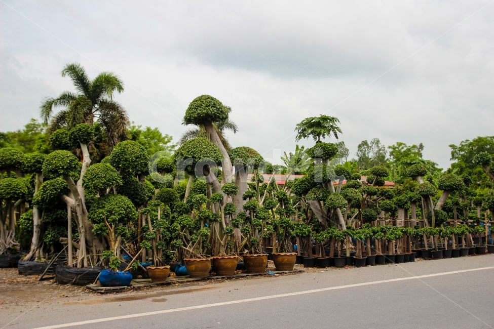 나무,tree,화분,자연,조화,동남아,아시아,태국나무,nature,자연,풍경,nature,landscape,식물,plants,나무,trees,wood,garden,정원,outdoors,옥외,arbour,정자