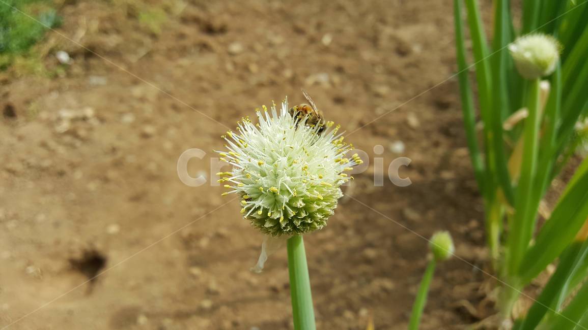파,파꽃,벌꿀,벌,자연,텃밭,꿀채취,식물,동물,곤충,꿀,채소,honey,honeybee,bee,greenonion,greenonionflower,꽃,꽃가루,수술
