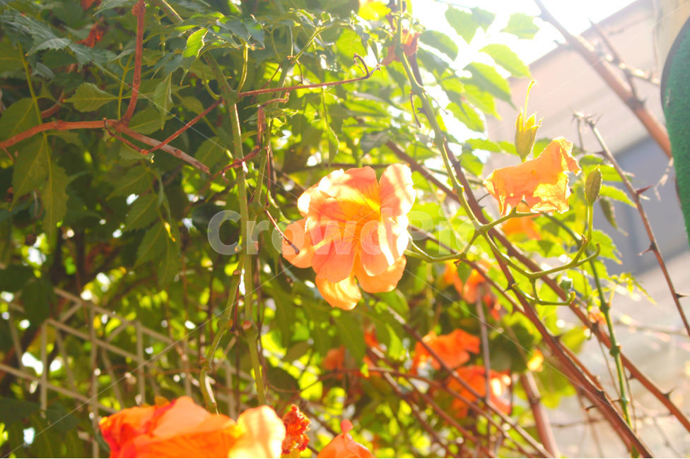 자연,꽃,여름,저녁,풍경,풍경사진,감성사진,능소화,flower,식물,자연,plants,nature,꽃,flower