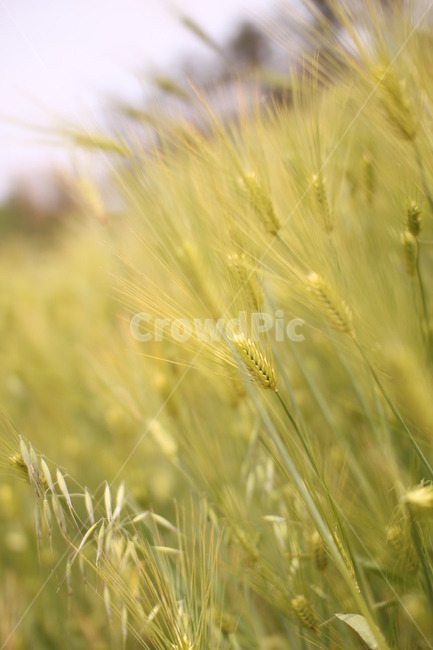 청보리,청보리밭,보리,식물,녹색,봄,식물,자연,plants,nature