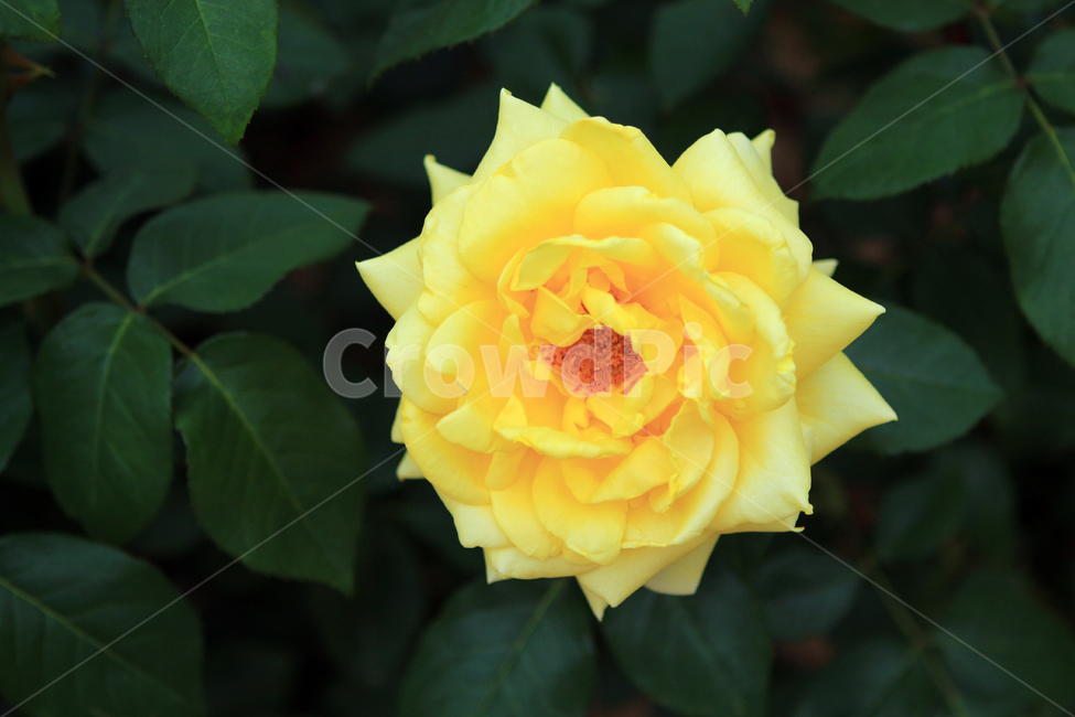 장미,꽃,flower,장미꽃,rose,꽃잎,꽃망울,꽃송이