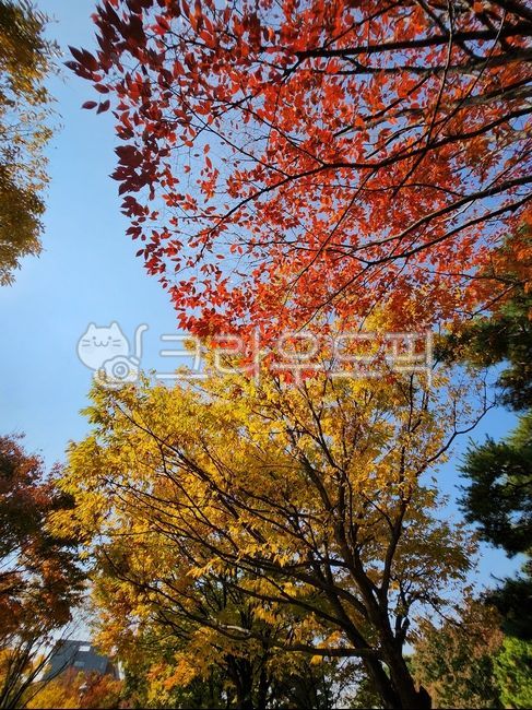 단풍,나무,tree,leaf,maple