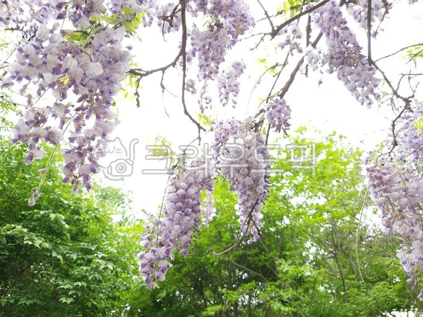 plant,rattan,wisteria flower,flower