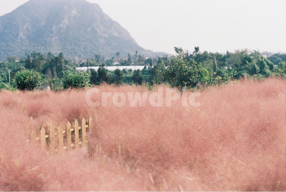 핑크뮬리,pink,자연,nature,jeju,제주,풍경,제주도,나무,숲,초록,green,island,섬,tree,forest,필름카메라,film,camera,카메라,녹색