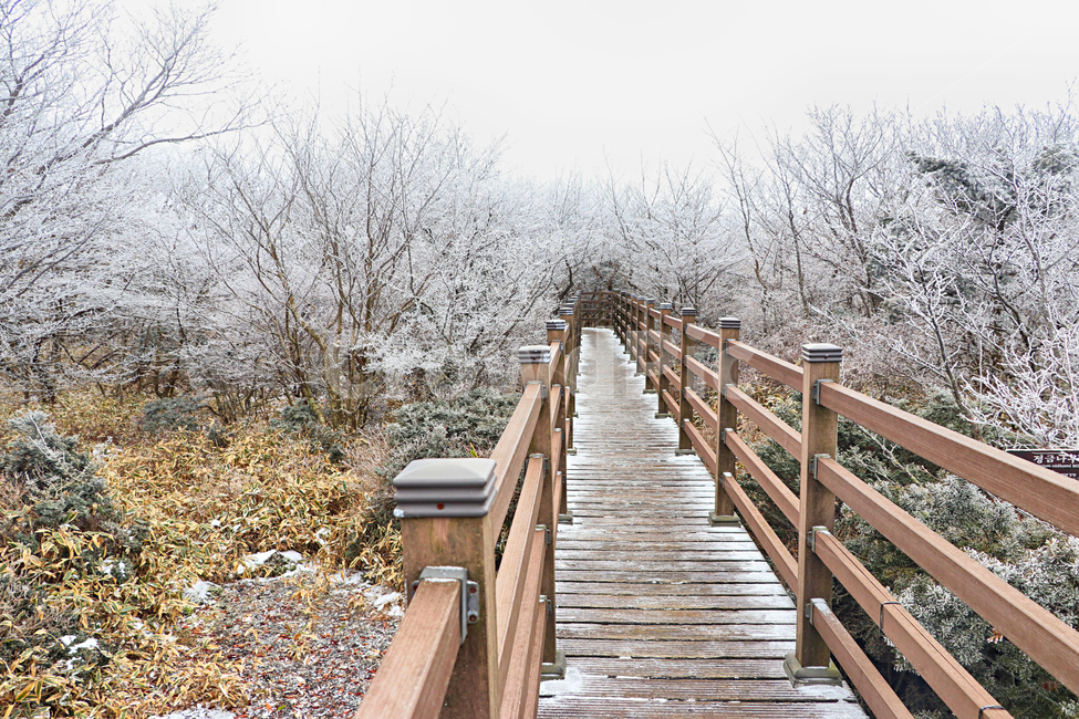 제주도,한라산,1100고지,한라산1100고지,설경,눈꽃,눈,겨울,snow,옥외,자연,다리,bridge,산책로,boardwalk