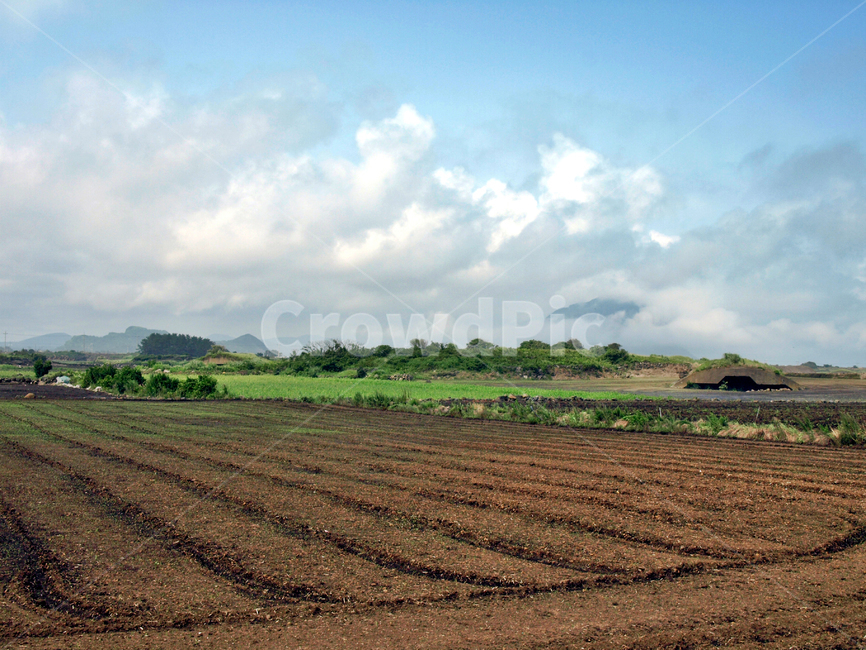 밭,농사,작물,올레10코스,올레,서귀포시,제주,구름,자연,풍경,nature,landscape,제주도,jeju,jeju island,산업,industry,industrial,농업,농사,agriculture,farming,farming industry,soil,흙,outdoors,옥외,land,땅,ground,바닥