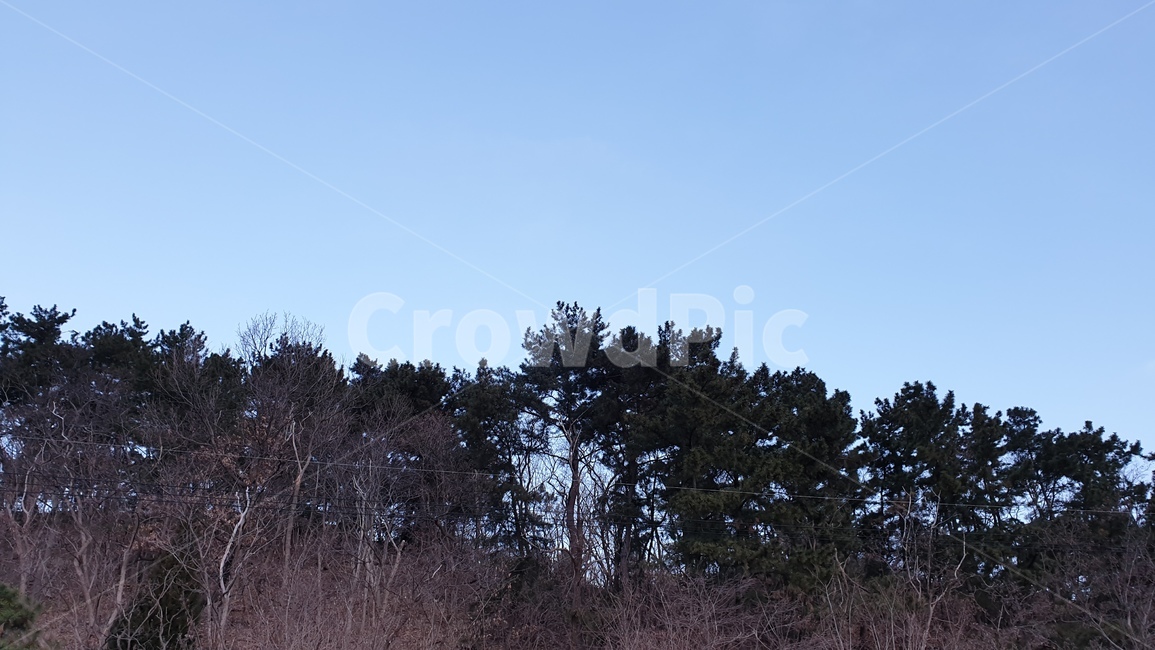 하늘,plant,식물,tree,나무,fir,전나무,abies