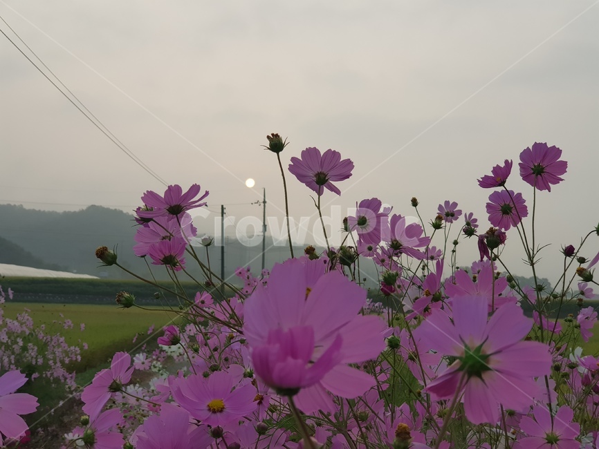 flower,plant,식물,blossom,꽃,해,안개,가을,코스모스,식물,자연,plants,nature,꽃,flower