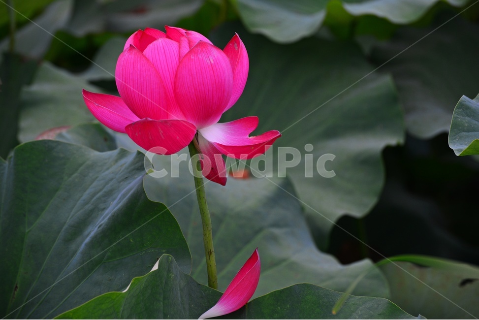 plant,식물,flower,blossom,꽃,petal,꽃잎,연꽃,연잎,수련,홍연,자연,불교