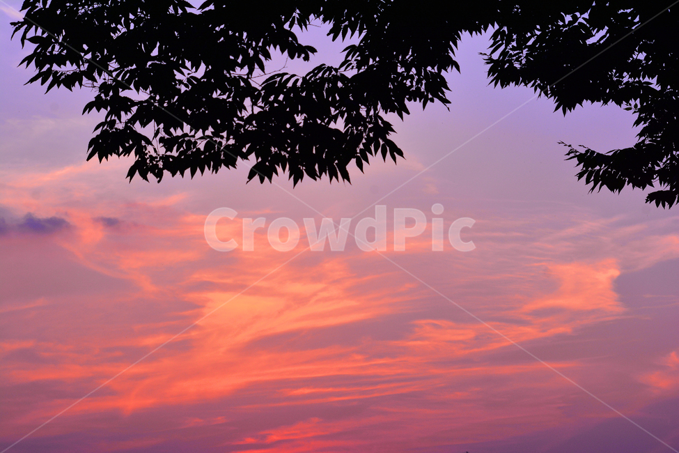 석양,노을,실루엣,해질무렵,나뭇잎,저녁무렵,sunset,sun,일몰,dhfpswltor,아름다운,붉은,배경,백그라운드,구름,하늘,오렌지색,보라색,낭만,드라마틱,식물,풍경,landscape,자연,풍경,nature,landscape,색깔,색상,색채,색감,color sense,color sensitivity,feeling of color,outdoors,옥외,dusk,황혼,sky,dawn,새벽,red sky,붉은 하늘