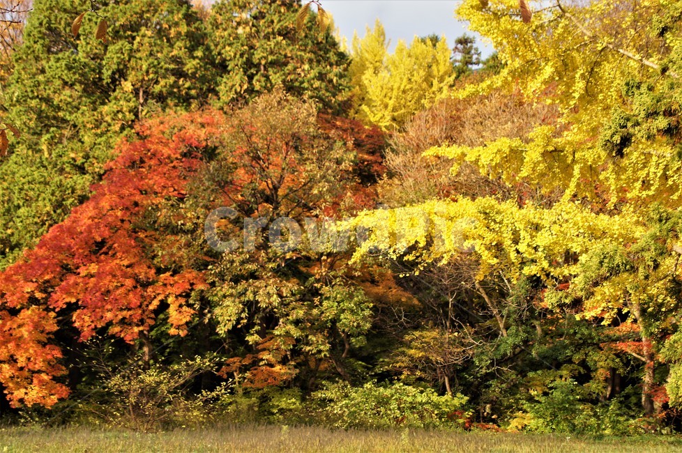 가을,단풍,낙엽,자연,나무,풍경,울긋불긋,계절,아름다움,식물,숲속,fall,trees,nature,autumn,season,단풍잎,단풍나무,자연풍경,은행나무,감성,가을,계절,fall,autumn,season,자연,풍경,nature,landscape,tree,plant,maple