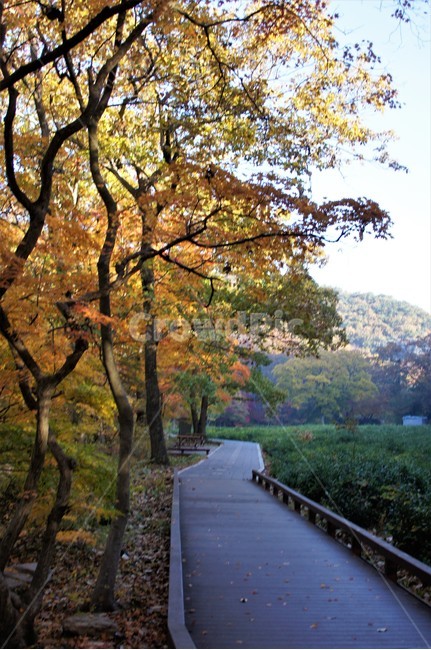 가을,단풍,자연,나무,식물,산속,autumn,season,trees,nature,풍경,자연풍경,감성,emotion,산책길,가을,계절,fall,autumn,season,tree,plant,outdoors,옥외