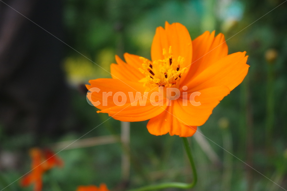 꽃,식물,코스모스,공원,이쁜,식물,자연,plants,nature,꽃,flower