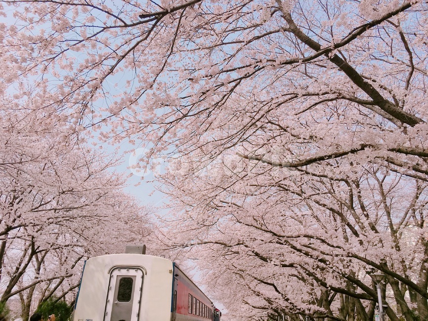 벚꽃,벚꽃축제,진해군항제,군항제,봄,꽃,벚꽃놀이,꽃놀이,벚나무,벚꽃길,plant,식물,blossom,flower,cheeryblossom,spring