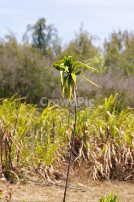 자연,하늘,식물,nature,sky,초록색,green,감성,식물,자연,plants,nature