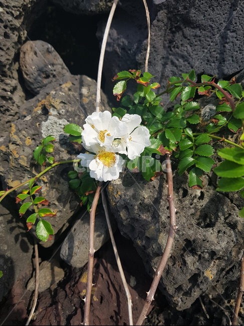 찔레꽃,흰꽃,꽃,제주도,여름