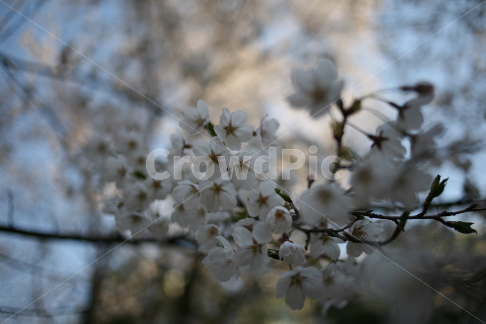 꽃,벚꽃,flower,cherryblossom,정릉,blossom,plant,식물