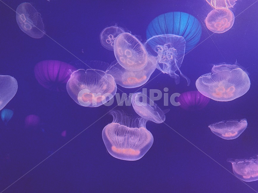 해파리,아쿠아리움,필름카메라,감성사진,바다,동물,animal