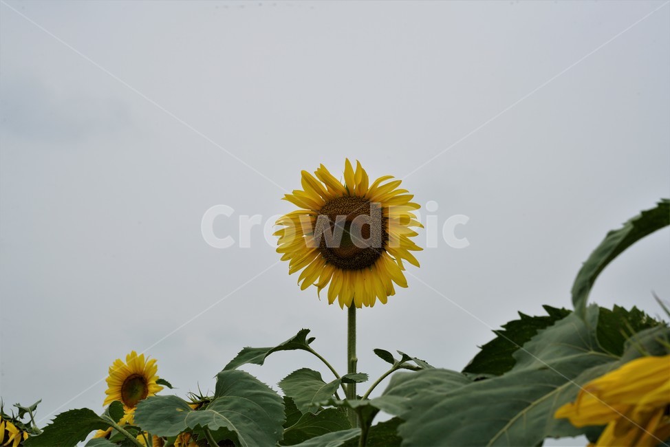 해바라기,국화과,식물,해바라기꽃,두상화,규화,항일화,sunflower,식물,자연,plants,nature,꽃,flower