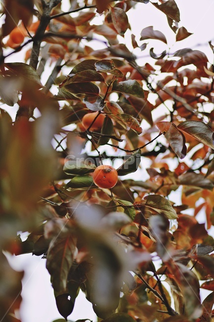 감,감나무,홍시,persimmontree,tree,식물,자연,plants,nature,과일,열매,fruit
