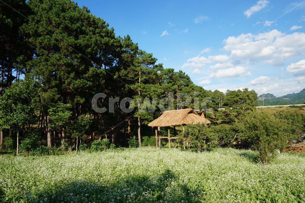 목쩌우,원두막,들꽃,베트남,베트남북부,자연,풍경,nature,landscape,outdoors,옥외,building,건물