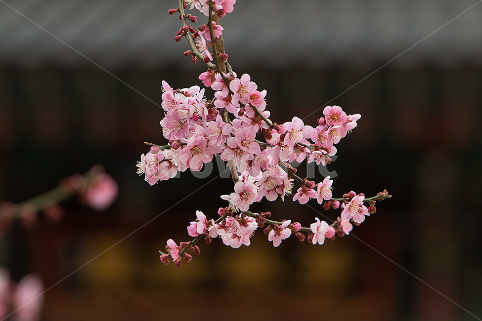 매화,홍매화,붉은매화,화엄사홍매화,봄,꽃,봄,계절,spring,season,식물,자연,plants,nature,꽃,flower,plant,blossom