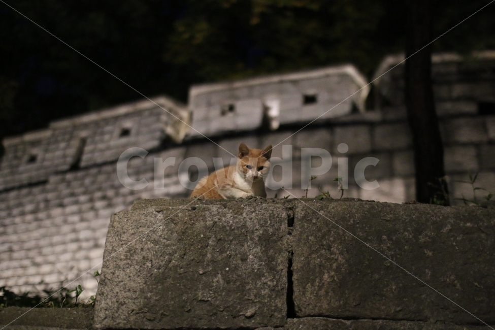서울,동대문,성곽공원,고양이,캐논,야경,밤,풍경,nightscape,night,landscape,한국전통,한국문화,korean traditional,korean culture,동물,animal,포유류,mammal,고양이,cat,kitten,kitty
