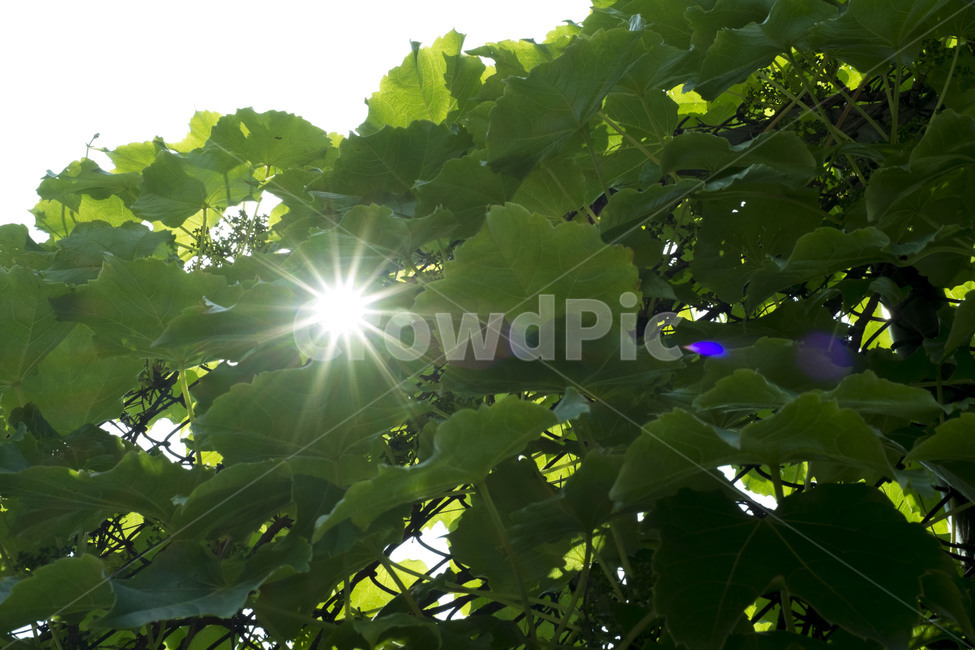 빛,햇빛,해,초록,식물,light,sunlight,green,식물,자연,plants,nature