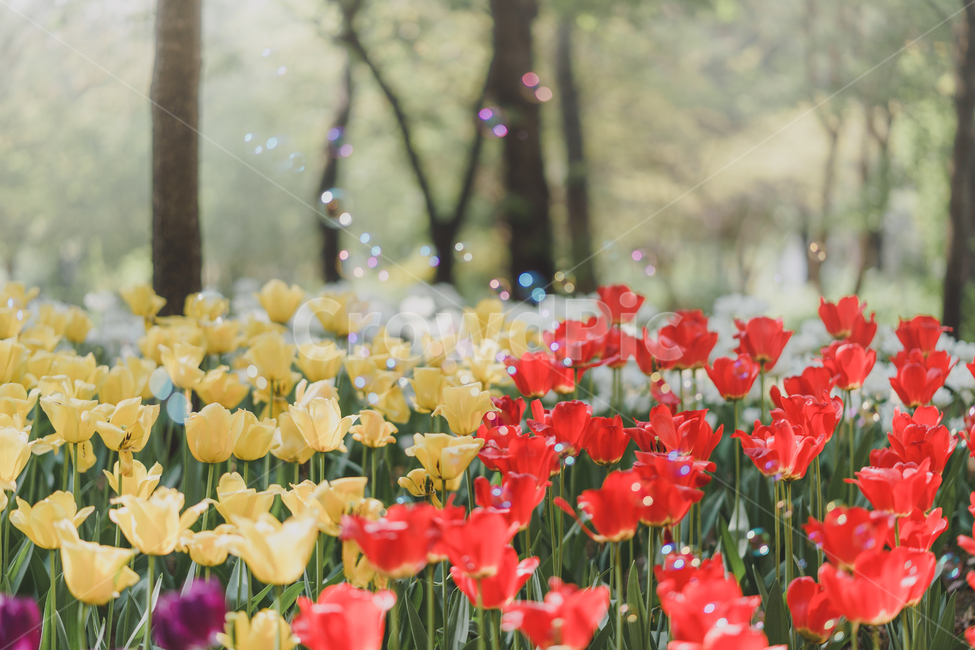자연,꽃,tulip,튤립,튤립꽃,식물,자연,plants,nature,꽃,flower