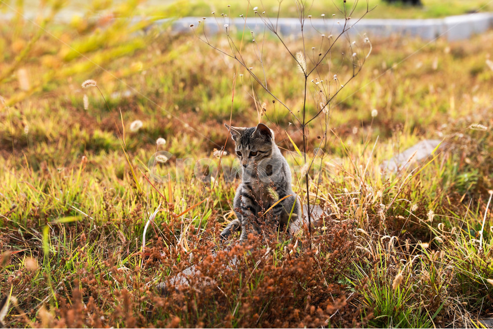 고양이,야생,자연,애완동물,반려묘,동물,동물,animal,포유류,mammal,고양이,cat,kitten,kitty